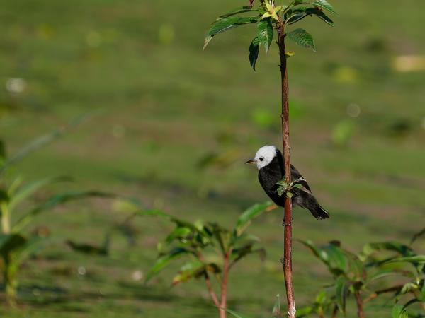 Witkopwatertiran (Arundinicola leucocephala)
